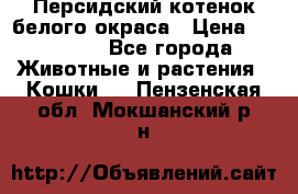 Персидский котенок белого окраса › Цена ­ 35 000 - Все города Животные и растения » Кошки   . Пензенская обл.,Мокшанский р-н